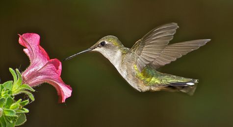 From Sexy Maneuvers to Great Migrations&#44; High&#45;Speed Cameras Reveal Hummingbird Secrets