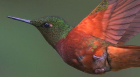 From Sexy Maneuvers to Great Migrations&#44; High&#45;Speed Cameras Reveal Hummingbird Secrets