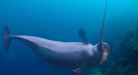 Narwhals&#44; Unicorns of the Sea&#58; When Myth Meets Reality