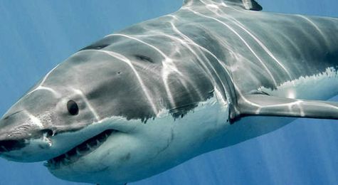 &#8216;If It Can Kill You&#44; That&#8217;s the Best&#8217;&#58; The Origins of Shark Week