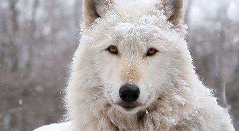 Pack Hunters of the Far North&#58; How Arctic Wolves Struggle to Survive and Thrive
