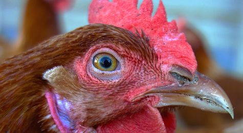 Hen Fever&#33; The Amazing Global History of Chickens
