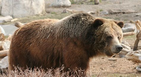 How to Survive the Return of the Grizzly Bear – and Why You Should Want To