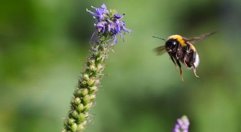 A Bug&#8217;s Life&#58; Bees&#44; Butterflies&#44; and Beetles Face a Perilous Future