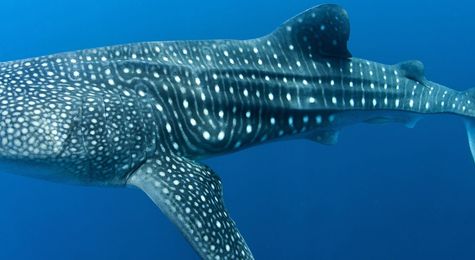 Whale Sharks&#58; Why the World&#39;s Biggest Fish is in a Struggle For Survival