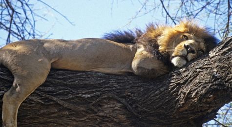 &#39;King of the Jungle&#39;&#58; Facts You Never Knew about Lions