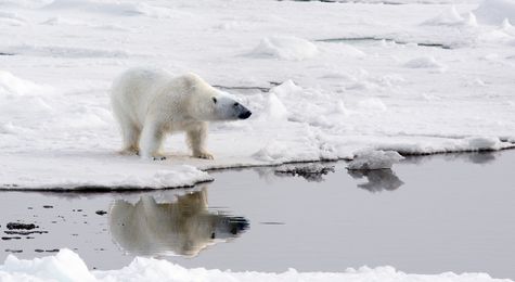 The Arctic&#58; Home of the Polar Bears