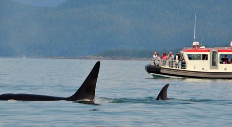 Killer Whale Attacks at Sea&#58; Are Orcas Fighting Back&#63;