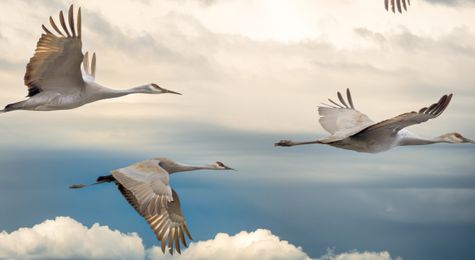 Why Do Birds Migrate Despite the Dangers&#63;