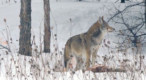 How Did the Wolf&#45;Coyote Hybrid Come to Be&#63;