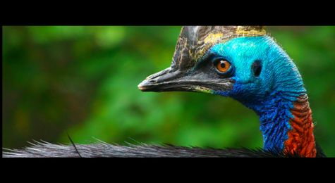 Dinosaurs to Cassowaries&#58; Adapting Avians Survive Mass Extinctions