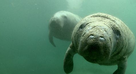 Florida&#8217;s Manatees Are Starving&#58; Why&#63; &#40;And What Can Be Done&#63;&#41;
