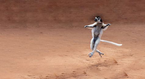 Leaping Lemurs and More&#58; 3 Astonishing Creatures of Madagascar