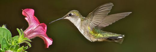 From Sexy Maneuvers to Great Migrations, High-Speed Cameras Reveal Hummingbird Secrets