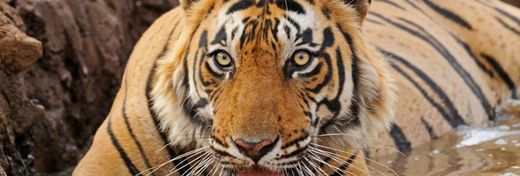 What Are 'Endangered' Species? (And How You Can Help Save Them)