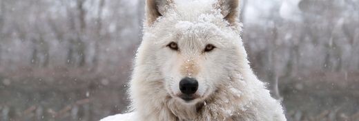Pack Hunters of the Far North: How Arctic Wolves Struggle to Survive and Thrive