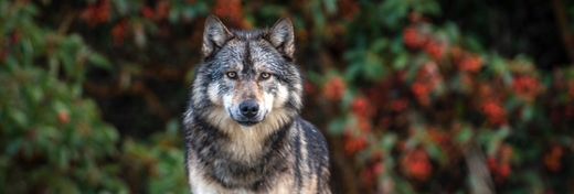 Takaya the Sea Wolf: A Story of Evolution and Climate Change
