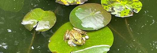 If You Build the Pond, Green Frogs Will Come (and Now You’re Responsible)
