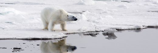 The Arctic: Home of the Polar Bears