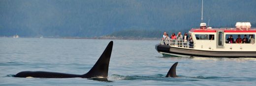 Killer Whale Attacks at Sea: Are Orcas Fighting Back?