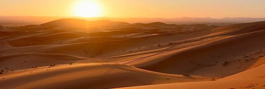 Surviving the Heat: Incredible Animals & Plants of the Sahara Desert