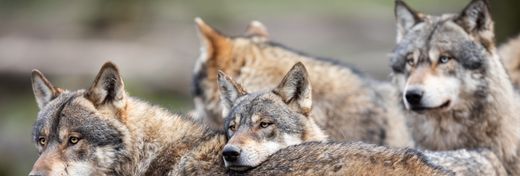 Do Wolf Packs Have ‘Alphas’? Surprisingly, the Answer is No (They Have Dads)