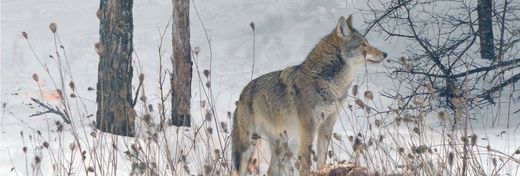 How Did the Wolf-Coyote Hybrid Come to Be?
