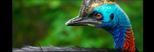 Dinosaurs to Cassowaries: Adapting Avians Survive Mass Extinctions