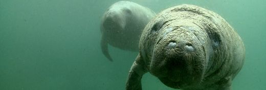 Florida&#8217;s Manatees Are Starving&#58; Why&#63; &#40;And What Can Be Done&#63;&#41;