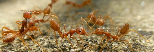 5 Frightening Facts about Fire Ants