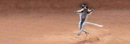 Leaping Lemurs and More&#58; 3 Astonishing Creatures of Madagascar