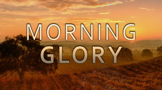 Morning Glory