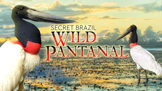 Secret Brazil: Wild Pantanal