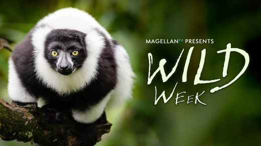 MagellanTV Presents: Wild Week