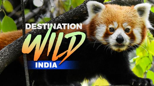 Destination Wild: India