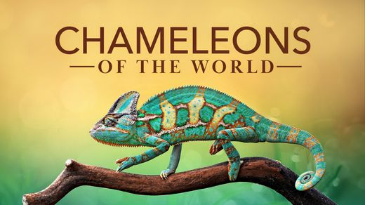 Chameleons of the World