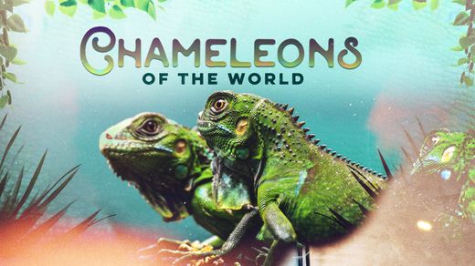 Chameleons of the World
