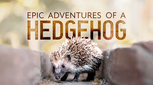 Epic Adventure of a Hedgehog