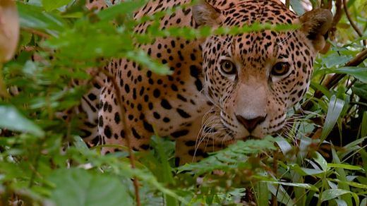 Sharks in Belize: Jaguars of the Sea