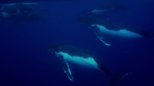 Whales From the Kingdom of Tonga