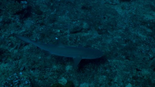 Sharks from the Island of Fiji