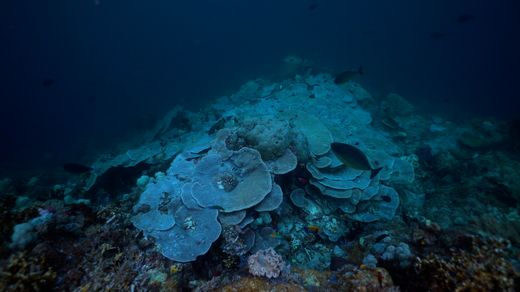 Underwater Gardens