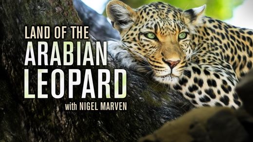 Land of The Arabian Leopard