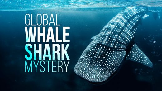 The Global Whale Shark Mystery