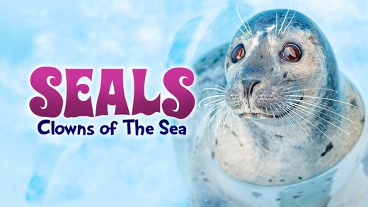 Seals: Clowns of the Sea