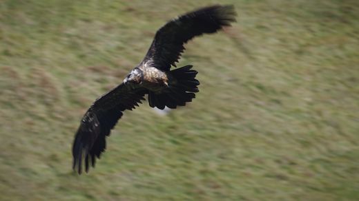 The Pirate of the Mountains The Bearded Vulture