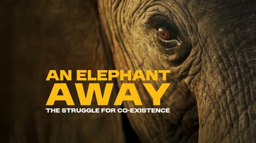 An Elephant Away