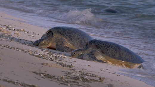 Rescuing the Sea Turtles on Rain Island