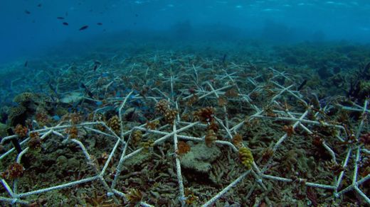 Resurrecting the Reef