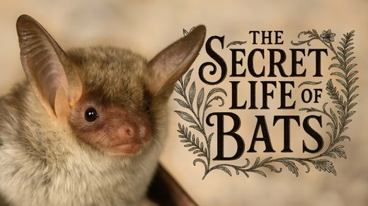 The Secret Life of Bats